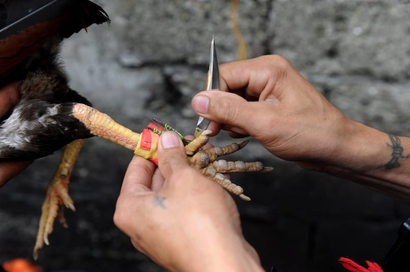 Đá gà lắp cựa dao hiện nay rất phổ biến tại Việt Nam
