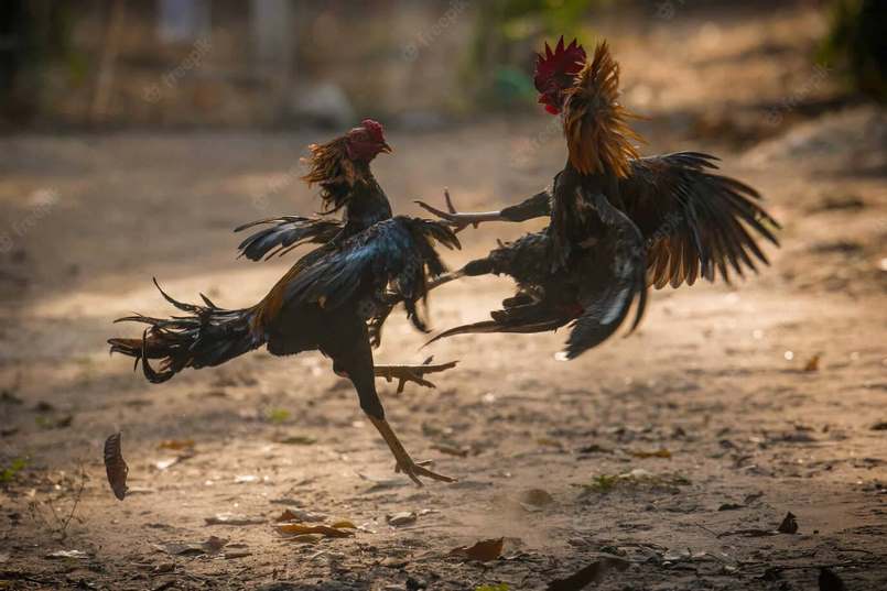 Giải đá gà trực tiếp Campuchia hấp dẫn